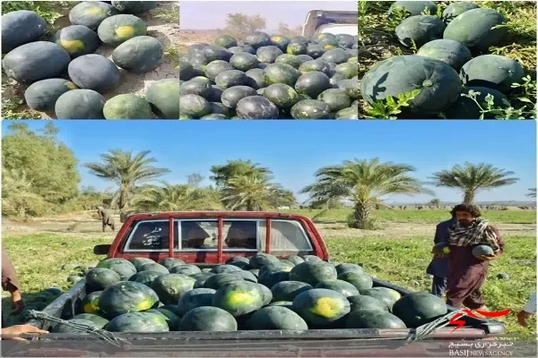 شیرینی دورهمی شب یلدا با هندوانه های شیرین  مزارع نیکشهر سیستان وبلوچستان