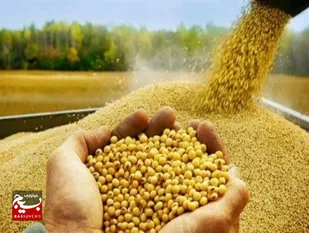 ۵۲۰ میلیارد ریال بهای سویا به کشاورزان بیله&zwnj;سوار پرداخت شد