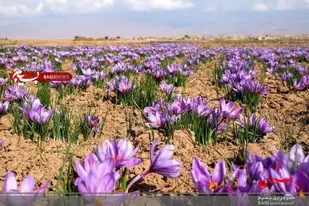 اشتغالزایی ۹هزار نفری کشت زعفران در آذربایجان&zwnj;غربی