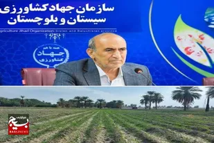 سطح زیر کشت گندم در سیستان و بلوچستان از مرز ۳۳ هزار هکتار گذشت