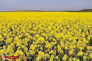 آغاز خرید تضمینی کلزا در زنجان