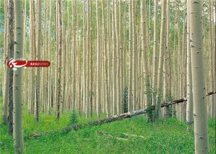 مدیرکل منابع طبیعی: یک چهارم زراعت چوب کشور در ایلام انجام شد