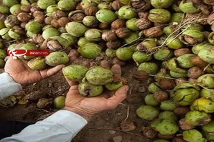 خریدوفروش گردو با پوست سبز تا ۱۵ شهریور ممنوع و جرم است