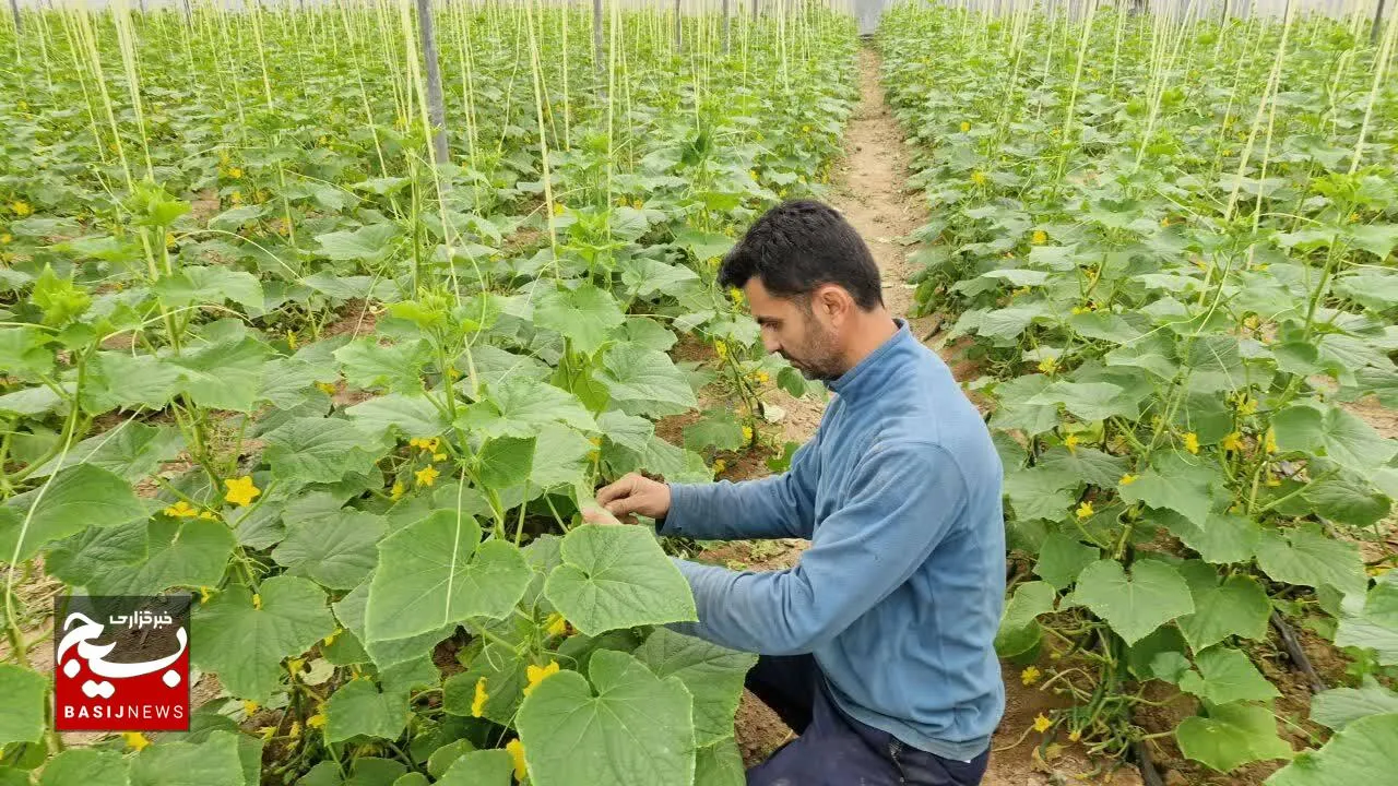 کار آفرینی با تولید محصول گلخانه ای در شهر شرافت شوشتر