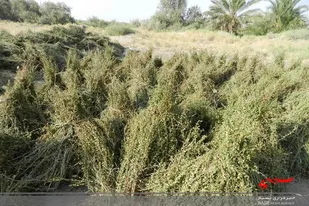 آغاز برداشت حنا از مزارع کشاورزی شهرستان دلگان