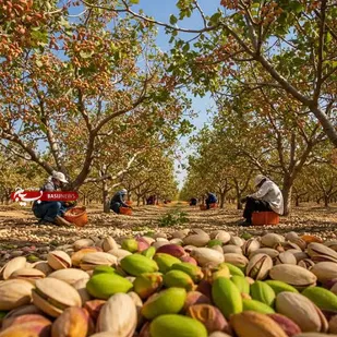 آغاز زودهنگام برداشت پسته در زرندیه؛ پیش&zwnj;بینی افزایش ۱۰ درصدی تولید استان مرکزی