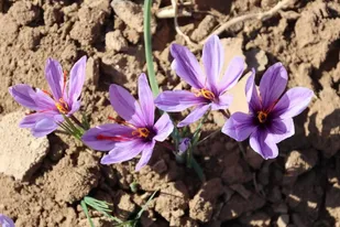 سطح زیرکشت زعفران در آذربایجان&zwnj;شرقی به بیش از ۴۸۵ هکتار رسید؛ پیش&zwnj;بینی تولید ۳.۲ تن در سال ۱۴۰۵