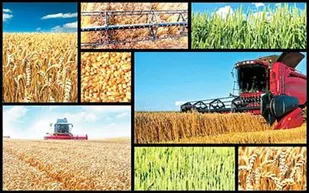 عضویت ۸۸ هزار نفر در تعاونی&zwnj;های روستایی استان زنجان
