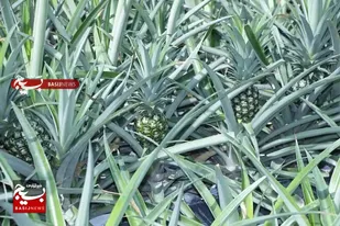 کشت ۵ هزار بوته آناناس برای اولین بار در شهرستان زرآباد &rlm;
