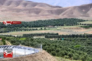 هدف گذاری تولید ۸ تن زیتون در سال  از باغ موقوفه