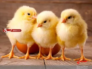 برخورد قانونی با معدوم سازی جوجه های یک روزه