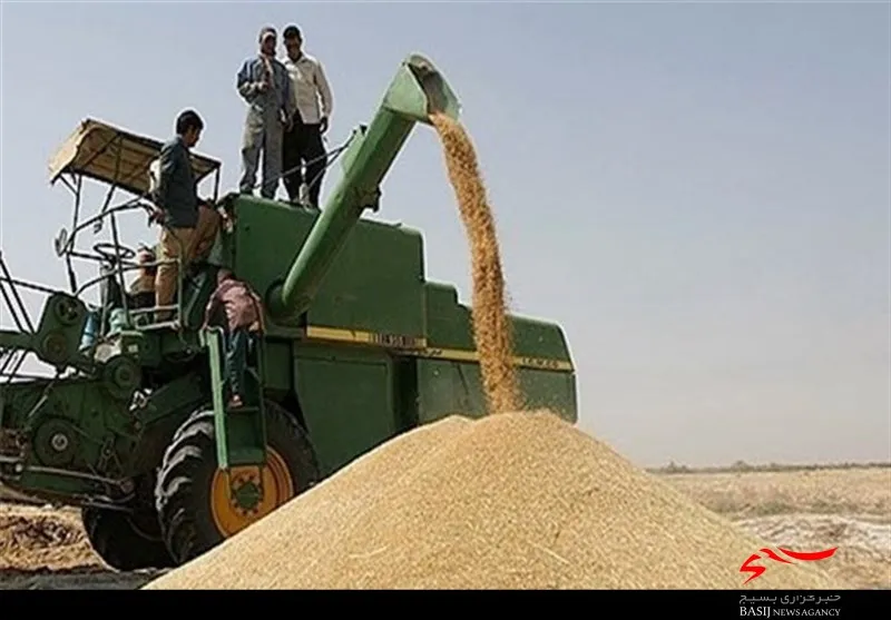 کاهش 12 هزار تنی خرید گندم در استان بوشهر