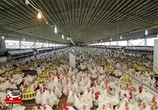 استقبال بخش خصوصی برای توسعه واحدهای مرغداری درمناطق مرزی بخش بم پشت سراوان