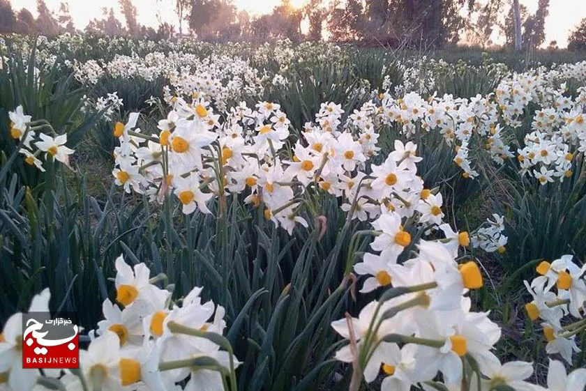 جشنواره ملی گل نرگس بهبهان