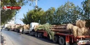 انتقال نخل&zwnj;های خوزستان به کشورهای حاشیه خلیج فارس صحت ندارد
