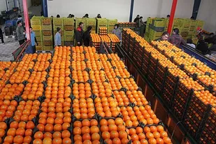 توزیع میوه شب عید از ۲۰ اسفند آغاز می&zwnj;شود