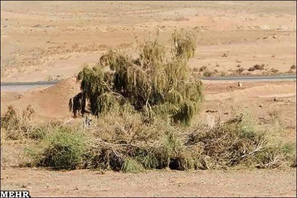 نهمین مرحله آبیاری نهال‌های تاغ و آتریپلکس در پروژه ۱۰۰ هکتاری حسینان دامغان