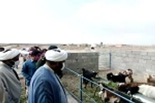 افتتاح پروژه پرورش دام در دلگان