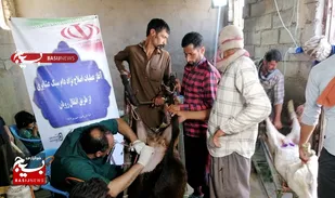 انجام عملیات انتقال رویانِ اصلاح نژاد شده در دامهای سبک عشایرِ خواف