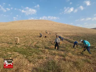 جهادگران کمیجانی در مزارع به یاری کشاورزان رفتند