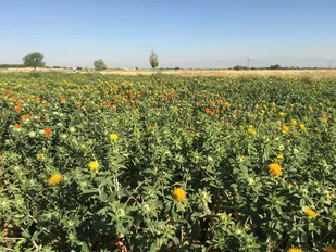 معرفی دو رقم جدید گلرنگ پرمحصول و باکیفیت در آذربایجان شرقی