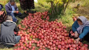 انتظار برداشت هزار و ۵۰۰ تن انار از باغات اندیکا