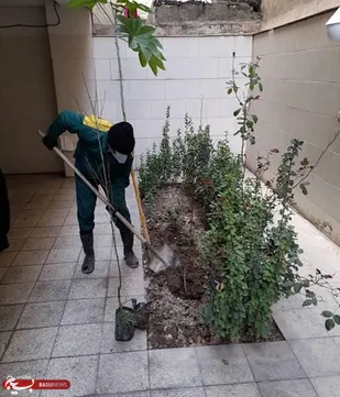 کاشت نهال رایگان در منازل شهروندان منطقه 20